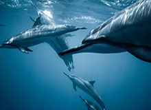 足球比赛直播-连战京津合计砍下70分 全明星程帅澎当之无愧